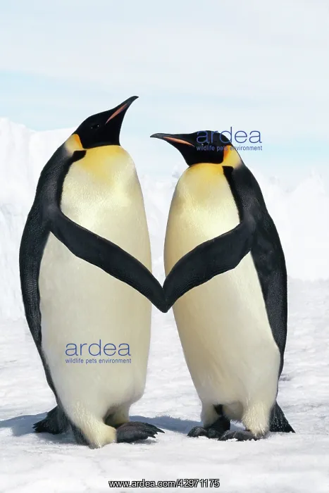 : Emperor Penguin - pair holding hands / wings : Emperor Penguin - pair holding hands / wings