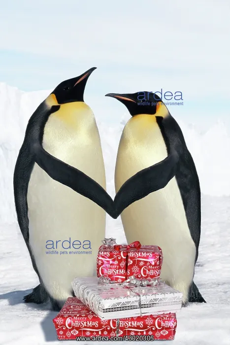 : Emperor Penguin - pair holding hands / wings : Emperor Penguin - pair holding hands / wings