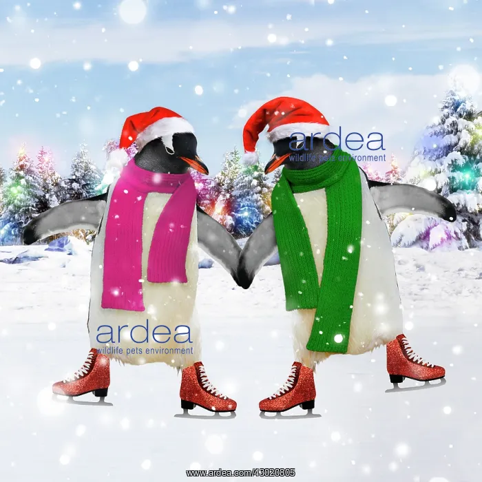: Emperor Penguin - pair ice skating : Emperor Penguin - pair ice skating