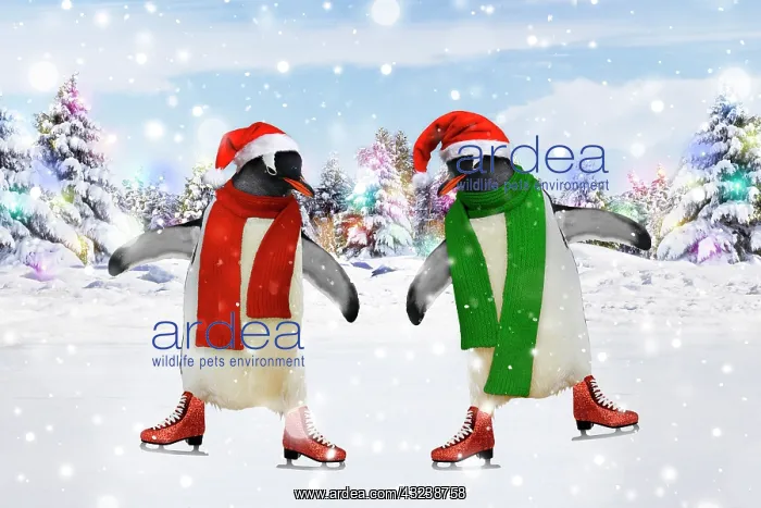 : Emperor Penguin - pair ice skating : Emperor Penguin - pair ice skating