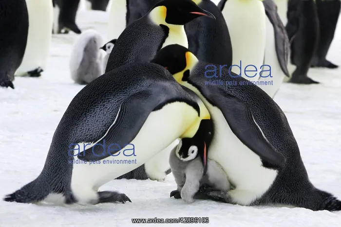 : Emperor Penguin - pair parenting and chick : Emperor Penguin - pair parenting and chick