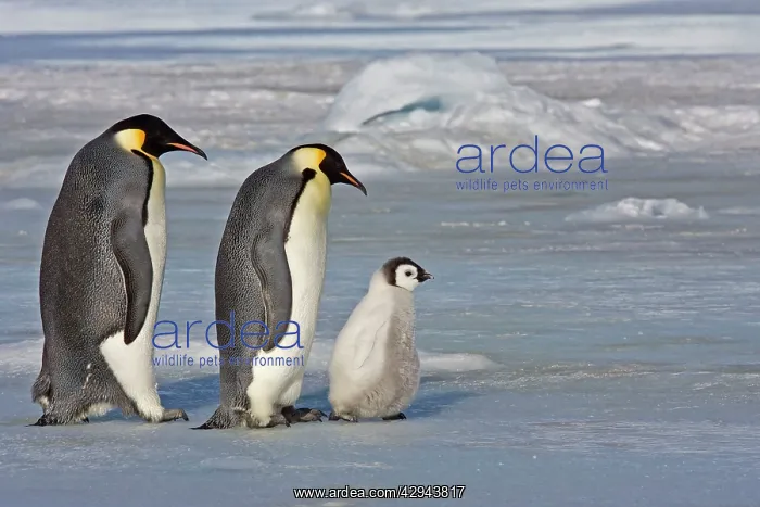 : Emperor Penguin - Pair stepping out with chick : Emperor Penguin - Pair stepping out with chick
