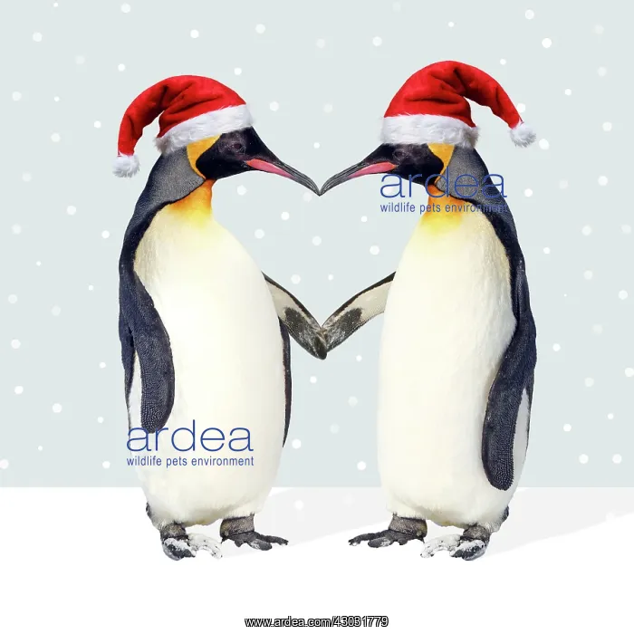 : Emperor Penguin, pair wearing Christmas hats and : Emperor Penguin, pair wearing Christmas hats and