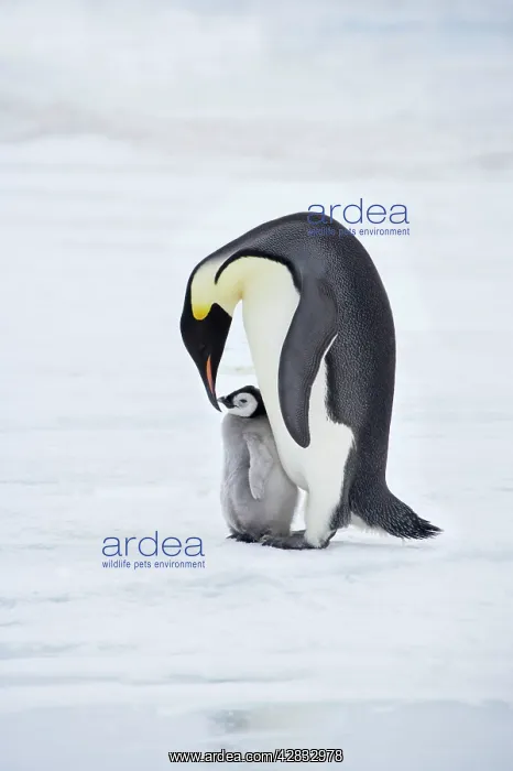 : Emperor Penguin - Parent with Young Chick : Emperor Penguin - Parent with Young Chick