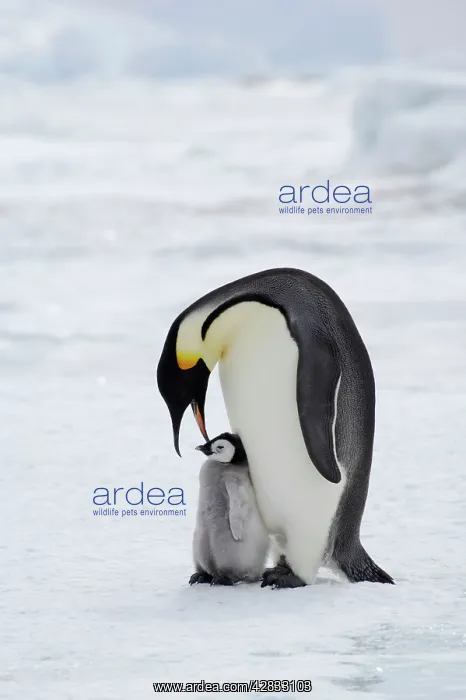 : Emperor Penguin - Parent with Young Chick : Emperor Penguin - Parent with Young Chick