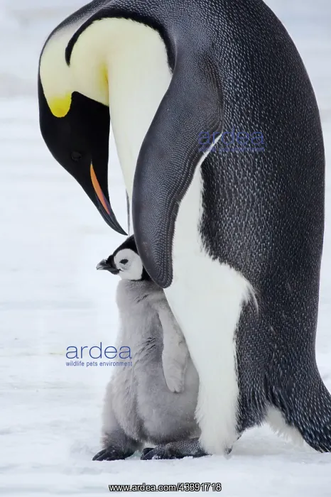 : Emperor Penguin - Parent with Young Chick : Emperor Penguin - Parent with Young Chick