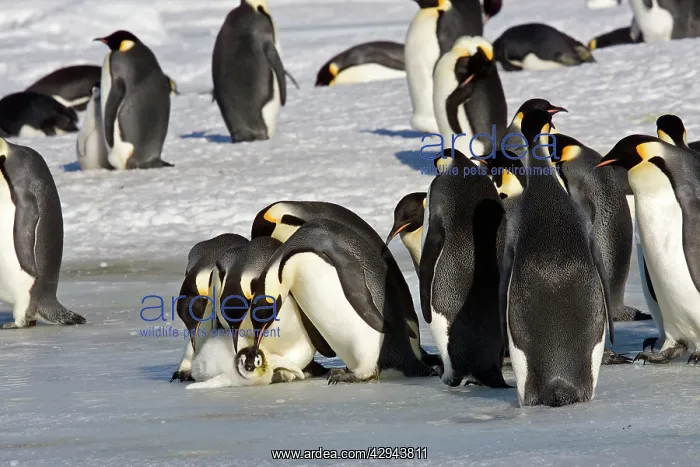  : Emperor Penguin - Parents and other adults looking