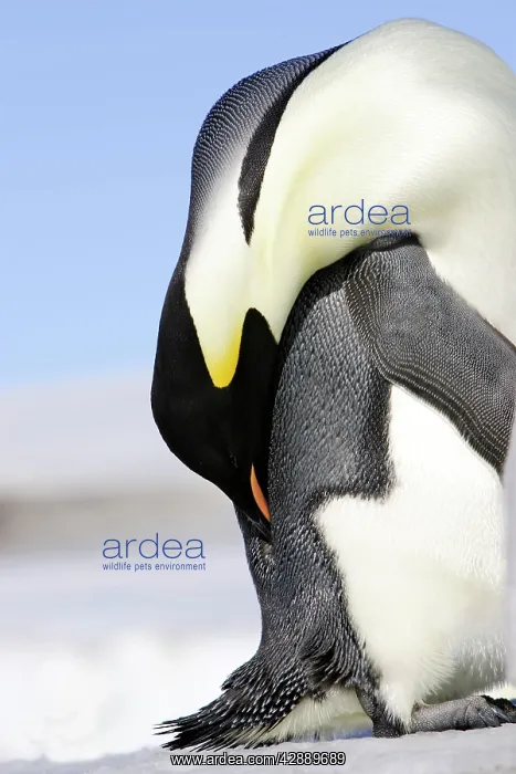 : Emperor Penguin - Preening : Emperor Penguin - Preening