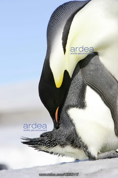 : Emperor Penguin - preening : Emperor Penguin - preening