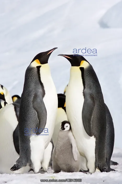 : Emperor Penguin - Two proud parents with chick : Emperor Penguin - Two proud parents with chick
