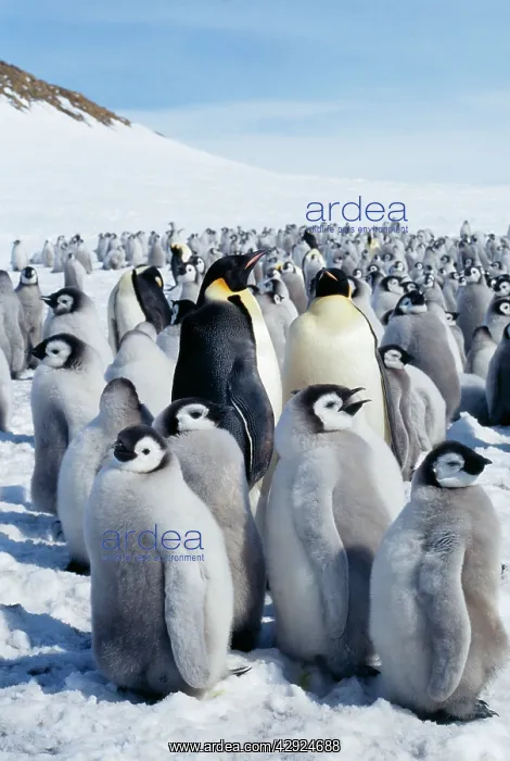 : Emperor Penguin - rookery : Emperor Penguin - rookery