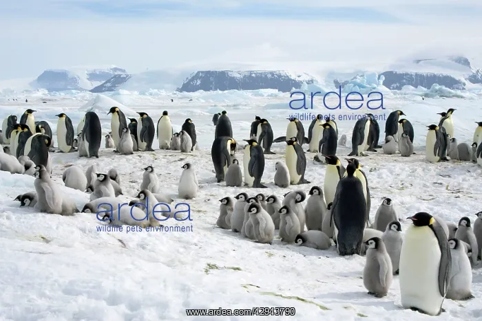 : Emperor Penguin - Rookery with chicks laying on : Emperor Penguin - Rookery with chicks laying on