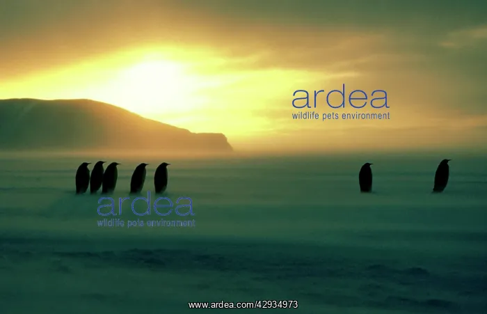 : Emperor penguin - on sea ice during autumn : Emperor penguin - on sea ice during autumn