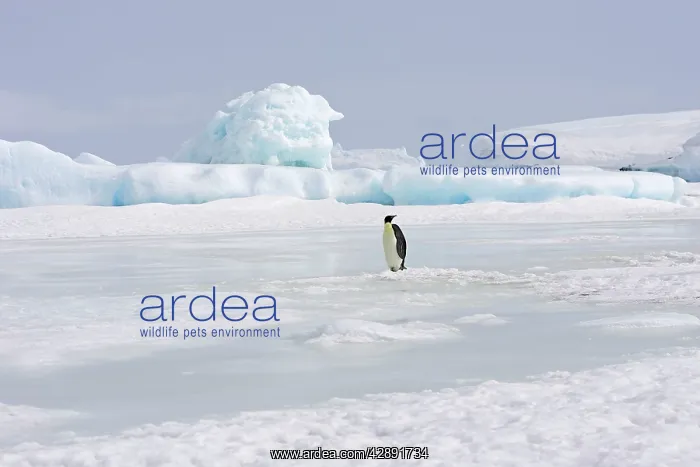 : Emperor Penguin - single adult standing on ice : Emperor Penguin - single adult standing on ice