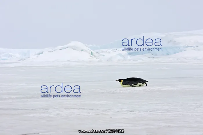  : Emperor Penguin - sliding across ice