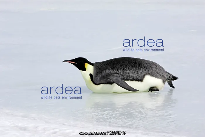 : Emperor Penguin - sliding across ice : Emperor Penguin - sliding across ice