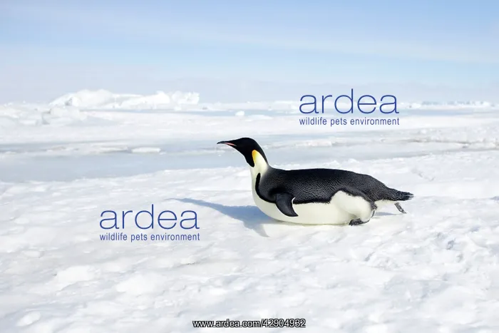 : Emperor Penguin - sliding on ice : Emperor Penguin - sliding on ice