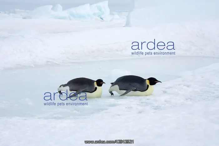 : Emperor Penguin - Tobogganing on ice and snow faster : Emperor Penguin - Tobogganing on ice and snow faster