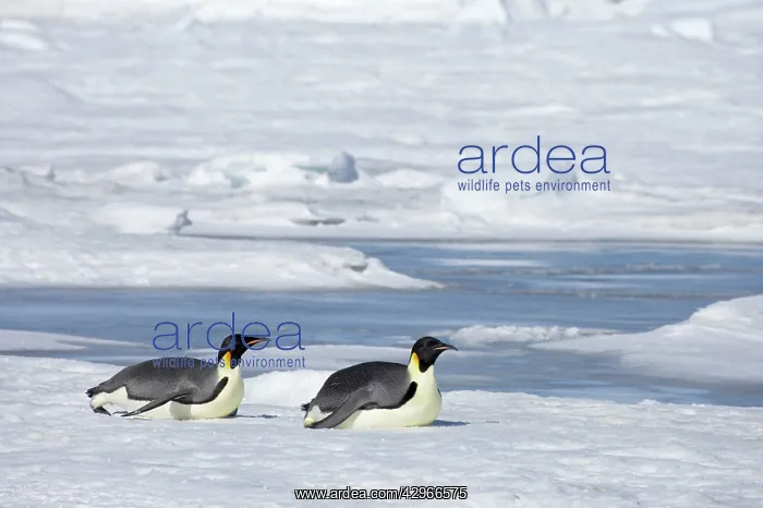 : Emperor Penguin - tobogganing over sea ice : Emperor Penguin - tobogganing over sea ice