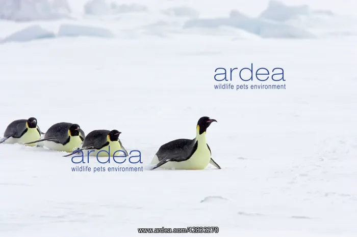  : Emperor Penguin - Tobogganing over snow