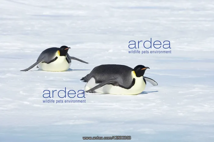 : Emperor Penguin - Tobogganing over snow : Emperor Penguin - Tobogganing over snow