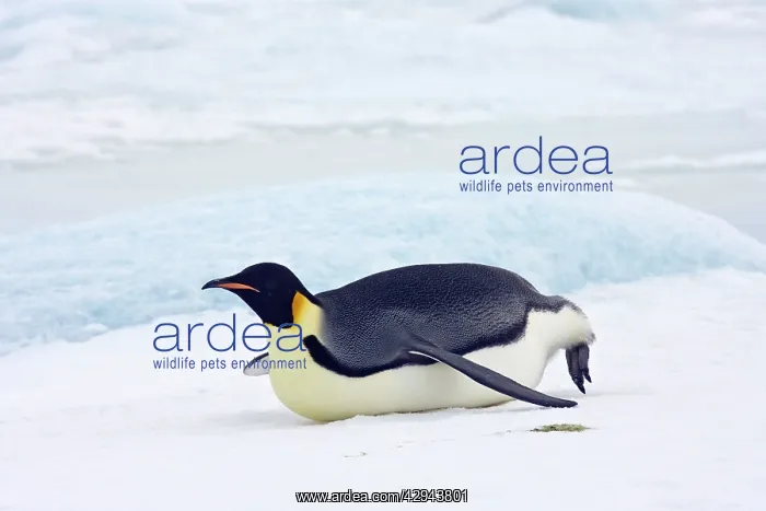 : Emperor Penguin - Tobogganing on snow and ice faster : Emperor Penguin - Tobogganing on snow and ice faster