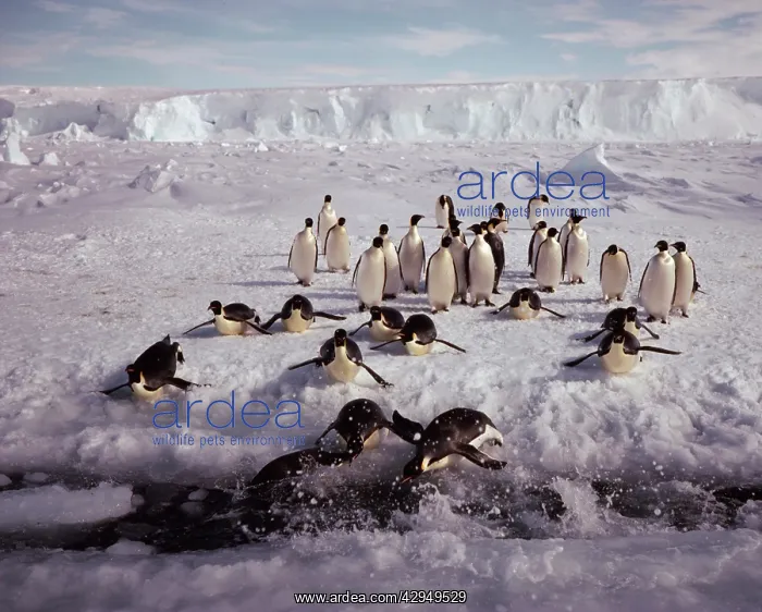 : Emperor penguin - tobogganning to tide crack : Emperor penguin - tobogganning to tide crack