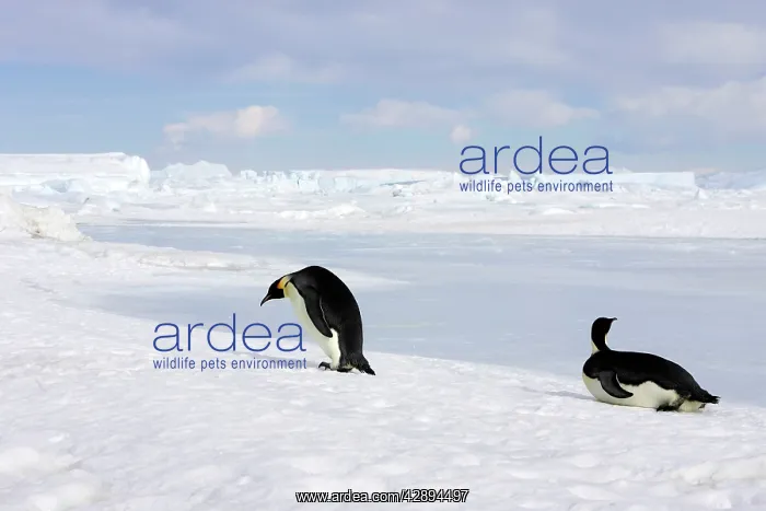 : Emperor Penguin -two adults walking & sliding across ice : Emperor Penguin -two adults walking & sliding across ice