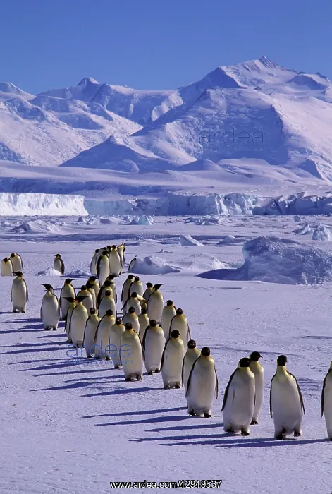 : Emperor penguin - walking in a line : Emperor penguin - walking in a line