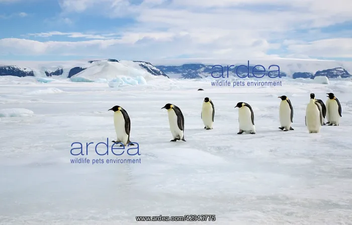 : Emperor Penguin - Walking on sea ice back from : Emperor Penguin - Walking on sea ice back from