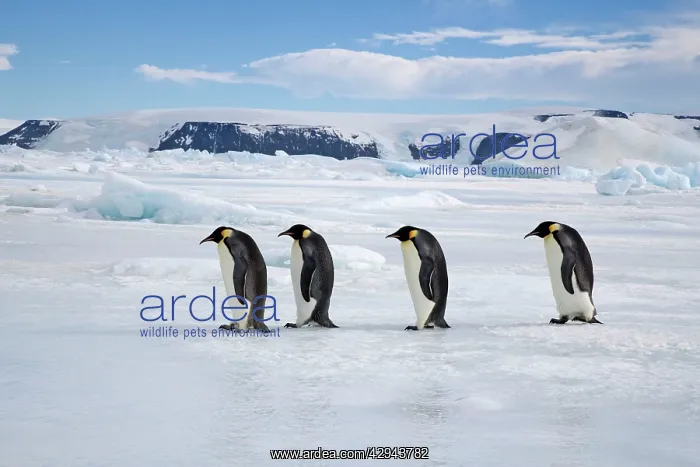 : Emperor Penguin - Four walking on sea ice : Emperor Penguin - Four walking on sea ice