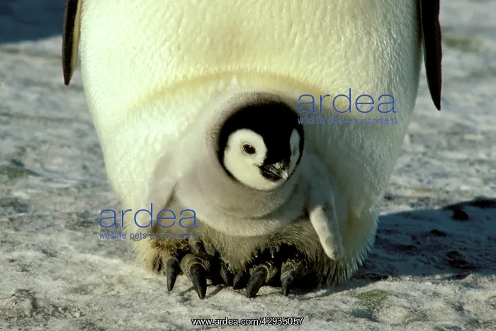 : Emperor penguin - warming chick on feet : Emperor penguin - warming chick on feet