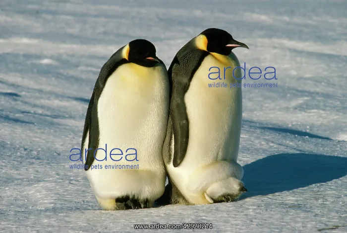: Emperor Penguin - warming chicks : Emperor Penguin - warming chicks