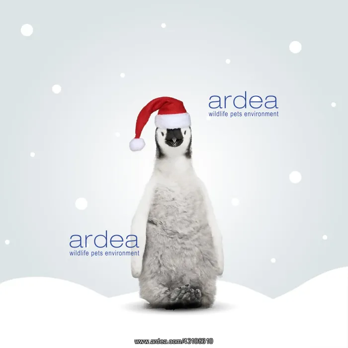 : Emperor Penguin wearing Christmas hat in illustrated : Emperor Penguin wearing Christmas hat in illustrated