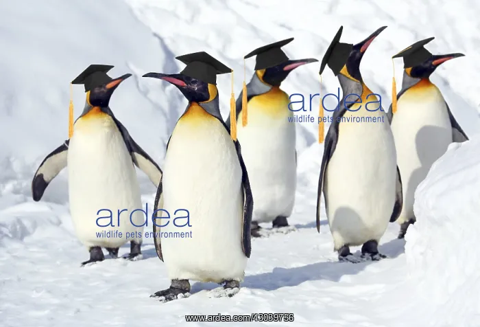  : Emperor Penguin - wearing graduation Mortar board hats