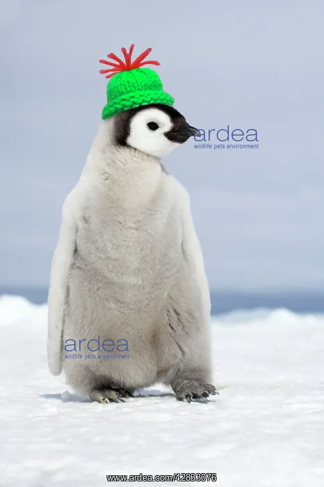 : Emperor Penguin - wearing woolly hat : Emperor Penguin - wearing woolly hat