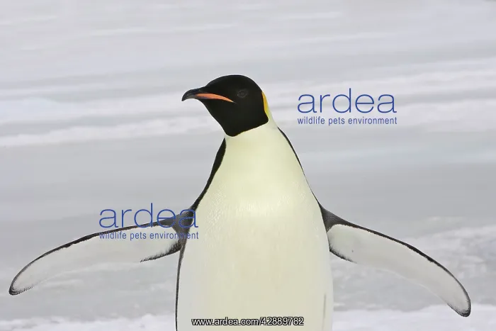 : Emperor Penguin - With wings outstretched : Emperor Penguin - With wings outstretched