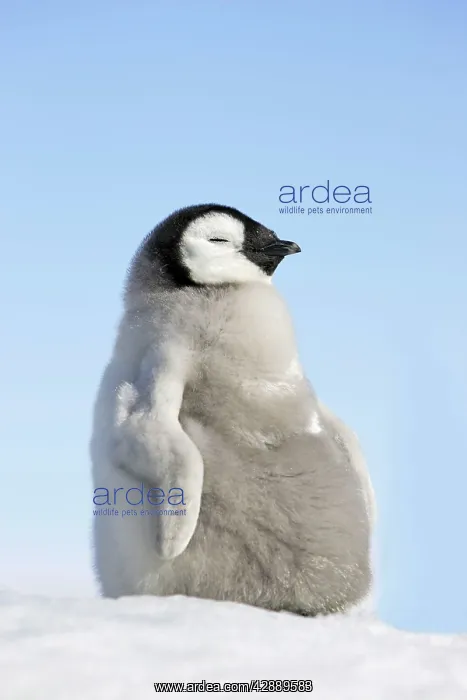 : Emperor Penguin - Young : Emperor Penguin - Young