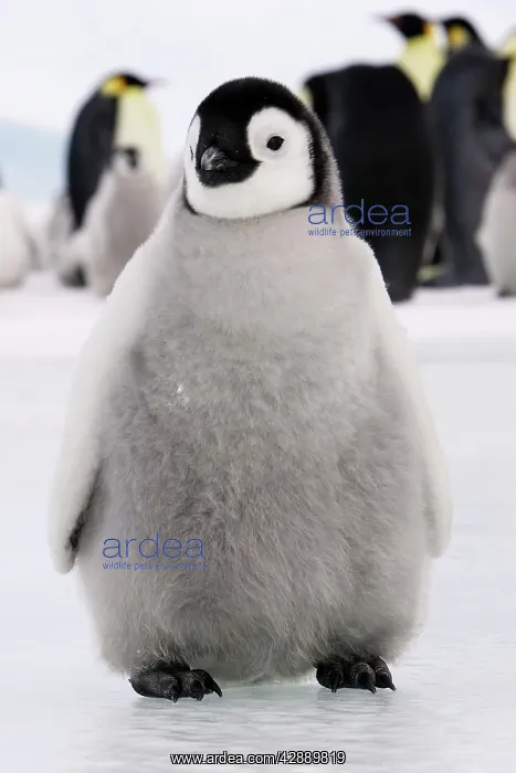: Emperor Penguin - Young : Emperor Penguin - Young