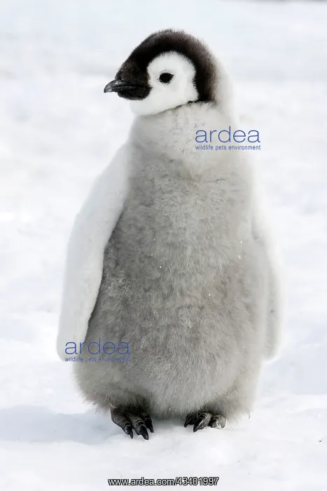 : Emperor Penguin - Young : Emperor Penguin - Young