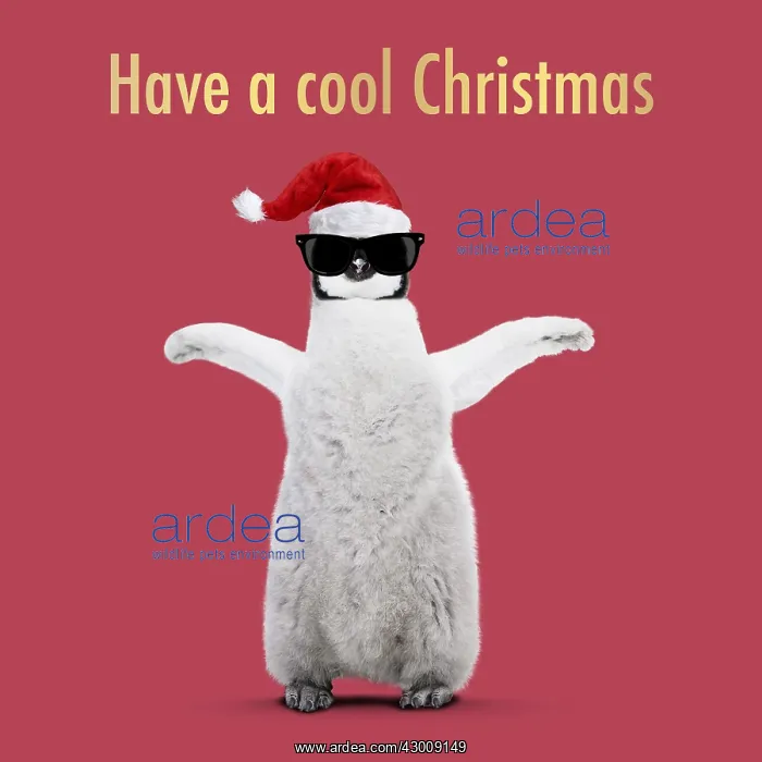 : Emperor Penguin, young arms raised with Christmas : Emperor Penguin, young arms raised with Christmas
