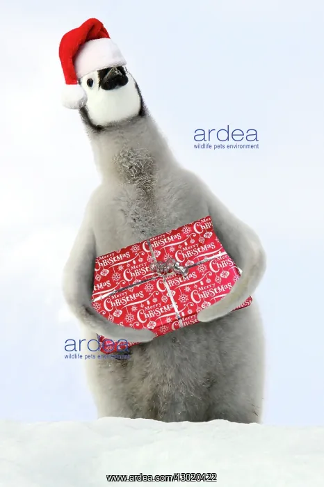 : Emperor Penguin - Young carrying Christmas present : Emperor Penguin - Young carrying Christmas present