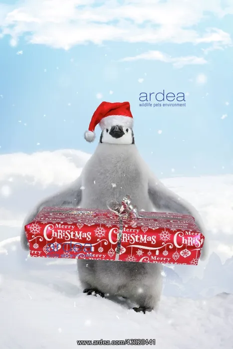 : Emperor Penguin - Young carrying Christmas present : Emperor Penguin - Young carrying Christmas present
