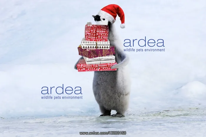 : Emperor Penguin - Young carrying Christmas present : Emperor Penguin - Young carrying Christmas present