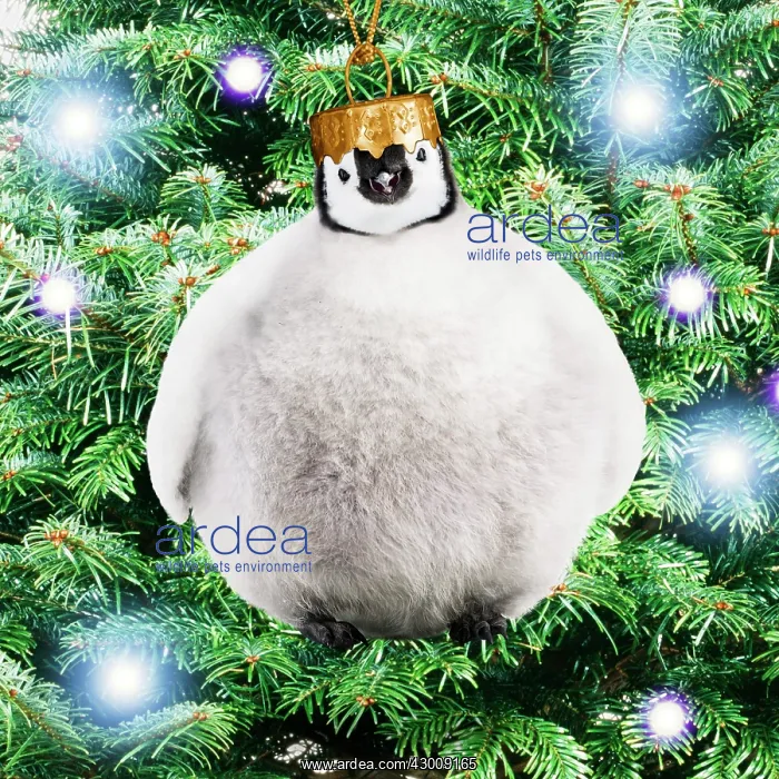 : Emperor Penguin, Young chick as a bauble : Emperor Penguin, Young chick as a bauble