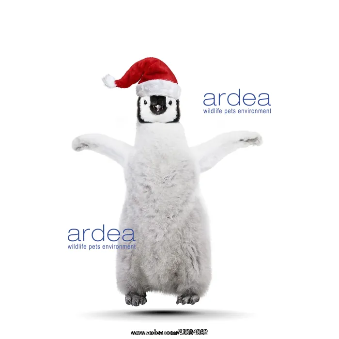 : Emperor Penguin, young jumping for joy at Christmas : Emperor Penguin, young jumping for joy at Christmas