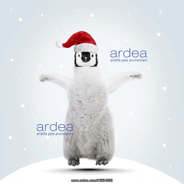 : Emperor Penguin, young jumping for joy at Christmas : Emperor Penguin, young jumping for joy at Christmas