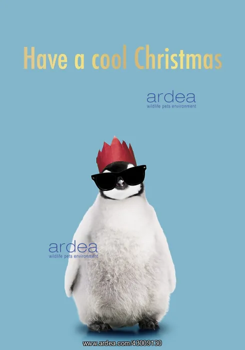 : Emperor Penguin, Young smiling with Christmas : Emperor Penguin, Young smiling with Christmas