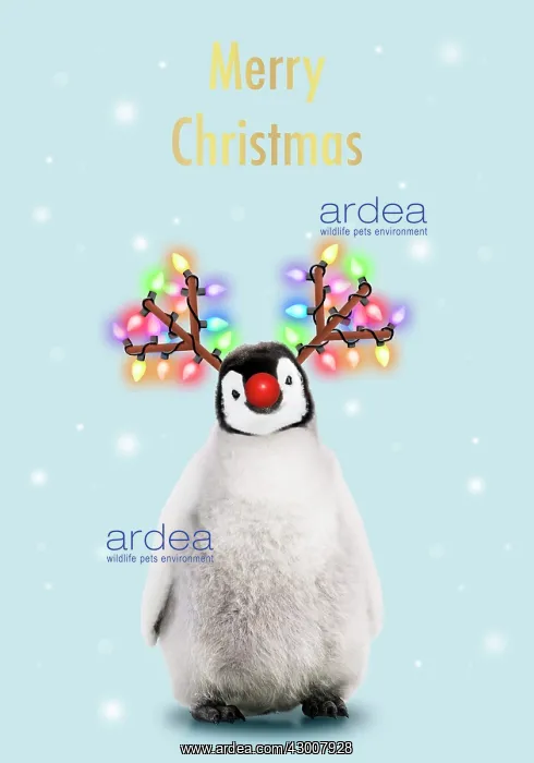 : Emperor Penguin, Young smiling with Rudolph red : Emperor Penguin, Young smiling with Rudolph red