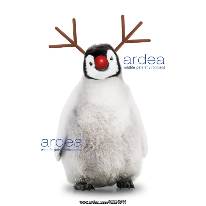  : Emperor Penguin, Young smiling with Rudolph red